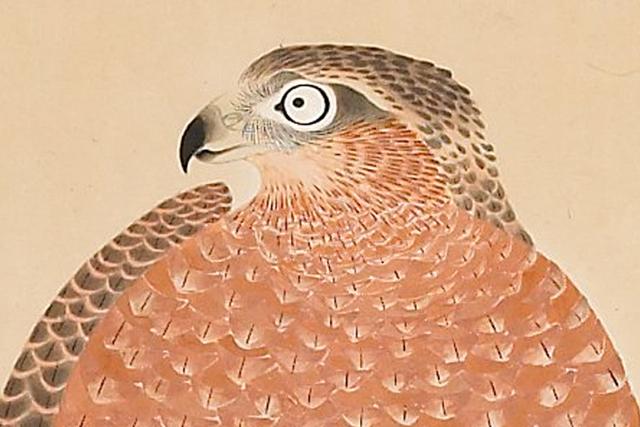 Color painting of a bird of prey, facing to the viewers' left, visible from breast up; orange feathers on chest, with brown feathers on the head and right wing, partially visible on the viewers' left. The bird's single visible eye is in the upper center of the image.