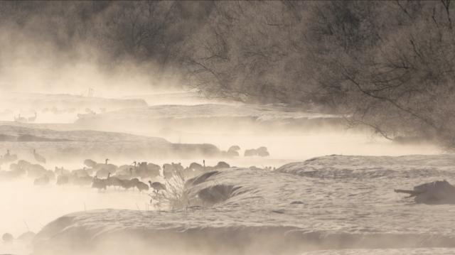 Image of 鳥たちの知恵 by Kanō School