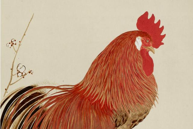Image of 尾長鶏図 by Shibata Zeshin