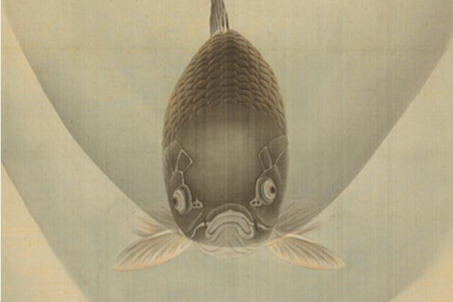 Image of 鯉の正面図 by Maruyama Ōbun