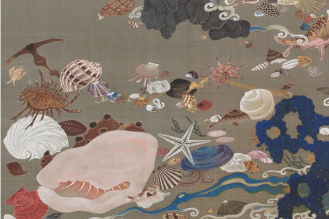 Image of 貝甲図《動植綵絵》のうち by Itō Jakuchū