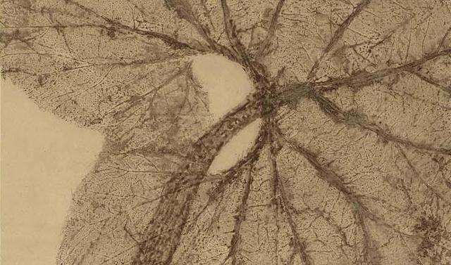 Image of 蕨図 by Mori Ippo & Mori Tetsuzan