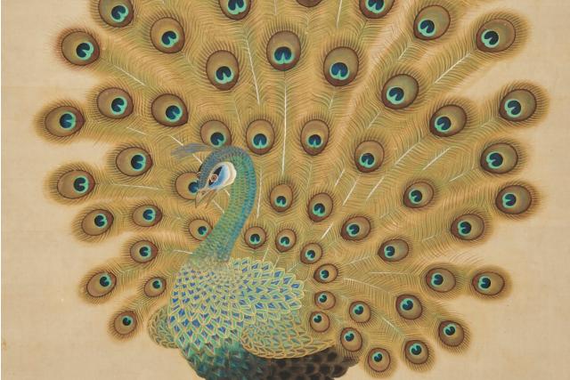 Image of 孔雀図（唐美人孔雀鳳凰図のうち） by Tosa School
