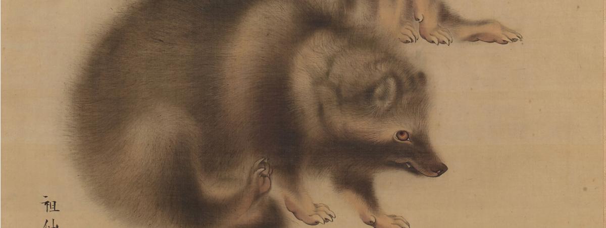 A closeup of a tanuki rendered in black and brown ink. It sits with his back leg lifted to scratch its ear while gazing back towards the viewer. The fur is rendered soft and fluffy.